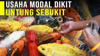 Budidaya Ikan Koi Modal Dikit Untung Sebukit