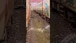 Raftaarein#train lofi song #dog #music  train