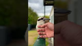 ️ HOW TO MAKE FRIENDS WITH A KOOKABURRA #bird #australianbird #kookaburra