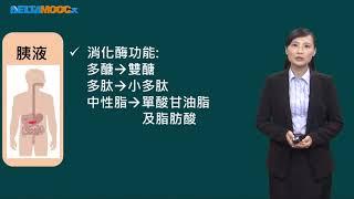 高中選修生物III_動物的構造與功能_消化與吸收_分解食物的秘密-消化腺_張文綺