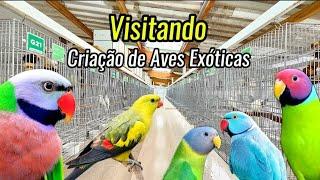 Visitando Criação de AVES EXÓTICAS | Companhia dos PETS