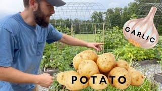 EPIC Harvest! TRUCK Load | Potatoes & Garlic