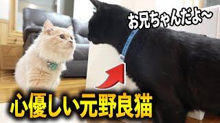 【感動】保護猫黒ちゃんが、新入りに優しすぎて涙