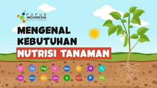 Mengenal Kebutuhan Nutrisi Tanaman