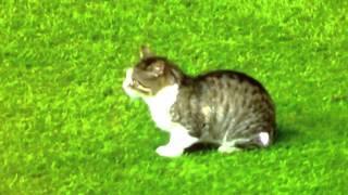 Cat runs on pitch at anfield