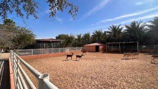 Exploring Wadi Al Amardi Farm, Hidden Gem In Al Khawaneej