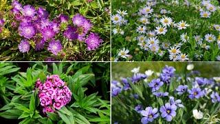 66 Low Growing Perennial Plants For Garden Edges, Borders and Walkways | Low Growing Perennials