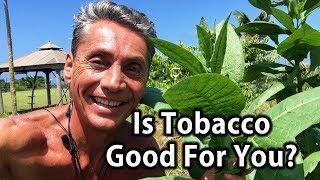 Is Tobacco Good For You? | Tip Of The Day | Dr. Robert Cassar