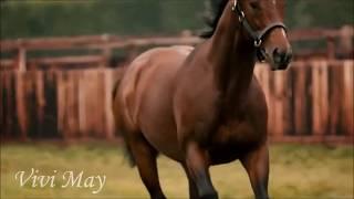 FRANKEL//Лошадь в $200 млн // EQUESTRIAN SPORT