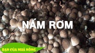 Trồng Nấm Rơm trong nhà kính - Mô hình làm giàu của nông dân ít đất