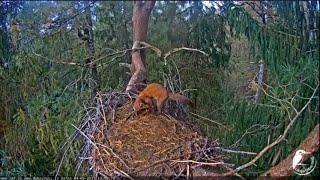 Kunitza ran through an empty nest of storks/Классный прыжок Куницы!