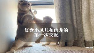 复盘我家公猫和母猫的第一次交配