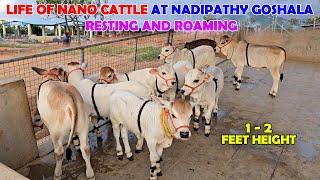 Adorable Nano Cattle at Nadipathy Goshala: Some Sleeping, Some Roaming #miniature #trending #yt