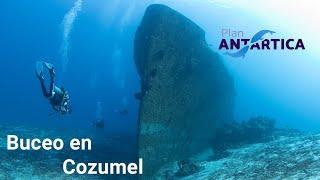 Buceo en Cozumel | Un resumen de lo que puedes ver bajo el agua