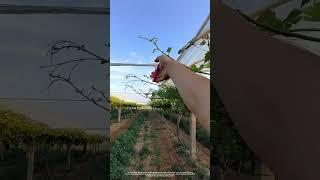 One Snip, One Control: The Know-How of Grape Cultivation