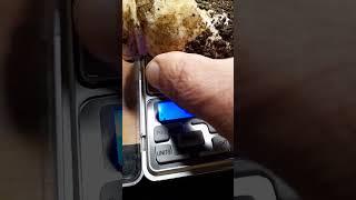 как я взвешивал гриб #шортс