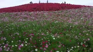 [Japan] 国営ひたち海浜公園Hitachi Seaside Park In Ibaraki