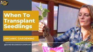 When To Transplant Seedlings Into The Garden