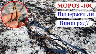 МОРОЗ -10С! Выдержит ли ВИНОГРАД? МИФЫ и РЕАЛЬНОСТЬ