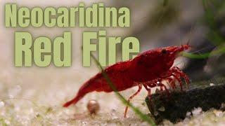 Die BESTE Garnele für Anfänger ?!  Neocaridina Red Fire