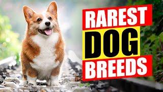 Top Rarest Dog Breeds You Never Knew Existed.