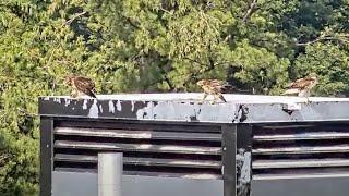 Juvenile Red-tailed Hawk Alert! Three M's on the Rice Hall Rooftop #CornellHawks | July 6, 2023