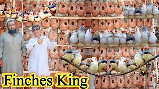 Finches Birds Breeding Colony's And World Biggest Setup Finch Breeding Room@SYEDBIRDS