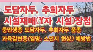 도담자두, 추희자두 시설재배(Y자 시설) 장점 및 중만생종 도담자두, 추희자두 품종 과육갈변증(일명: 스펀지 현상) 예방법(농사의신)