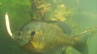 BLUEGILL, CRAPPIE, PERCH + PUMPKINSEEDS - 95% Underwater Footage 4K Video