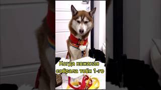 ПОДПИСЫВАЙСЯ, больше видео в профиле!️ #хаскивидео #хаски #юмор #собака #собакаулыбака #мем #прикол