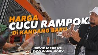 HARGA CUCU RAMPOK