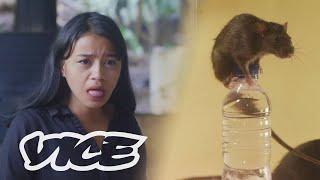 Cap Tikus: Alkohol Kebanggaan Sulawesi Utara