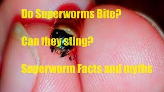 Do Superworms Bite? Do superworms Sting? Superworm Myths - superworm breeding