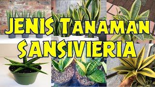 JENIS TANAMAN SANSEVIERIA YANG MAHAL I JENIS TANAMAN LIDAH MERTUA YANG PALING MAHAL