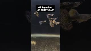 Violet Cobra Guppy Dumbo Guppy Best Fresh Water Fish Aquarium Shop And Gallery In Ahmedabad Gujarat