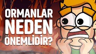 Ormanlar Neden Önemlidir ? | Animasyon