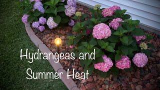 Basic Hydrangea Care and Summer Heat #hydrangeas #gardening #landscaping #flowers