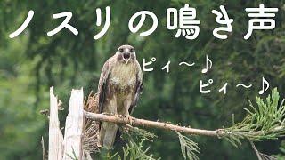 【身近な猛禽類】タカ科の『ノスリ』の鳴き声