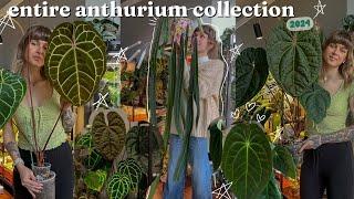 all of my anthurium  with growth updates, growing conditions, & where i got them!