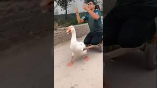 Duck riding_vfx magic video  #shorts #youtubeshorts #shortsvideo