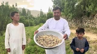 Mulberry & شاه توت season in Afghanistan | Jaghori #vlog #afghanistan