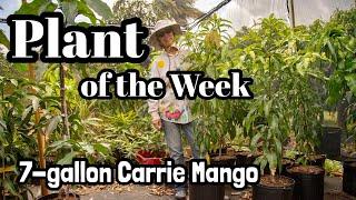 Plant of the Week | 7-gallon 'Carrie' Mango