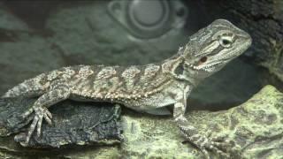 Selecting a reptile or amphibian as a pet