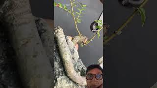 Ulmus bonsai on the rock style #bonsai #bonsaitree #plants #tree #garden #hobby #trees #beautiful