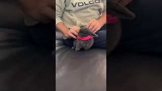 Harness and Leash Training For Rabbits