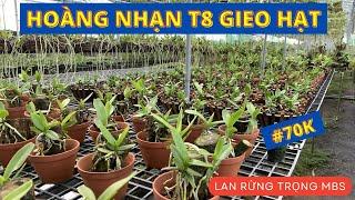 #70K HOÀNG NHẠN THÁNG 8 gieo hạt, cây giống chuẩn rừng Gia Lai | Vườn lan Trọng MBS