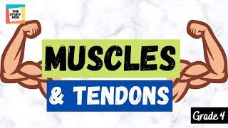 MUSCLES & TENDONS | SCIENCE | GRADE 4 | The Study Pod