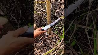 Effortless Bamboo Harvesting: Pro Tips for Farmers #10 #BambooFarming #HarvestingTips