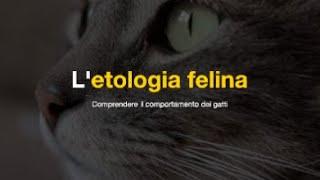 "Etologia felina: scopriamo il mondo segreto dei nostri amici gatti"