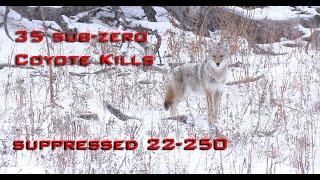 35 Sub Zero Coyote Kills (Epic Winter Coyote Hunting)